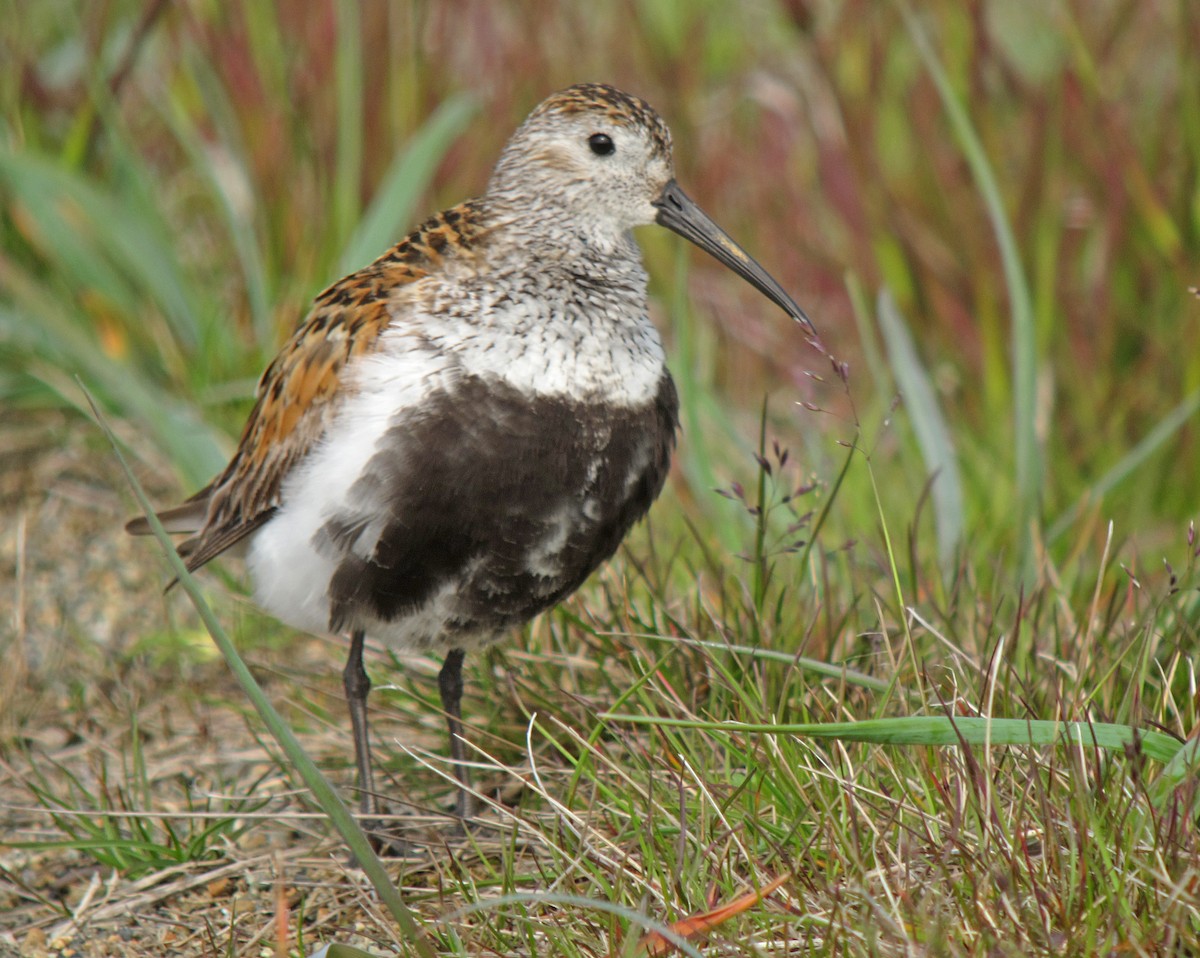 Dunlin - Jean Iron