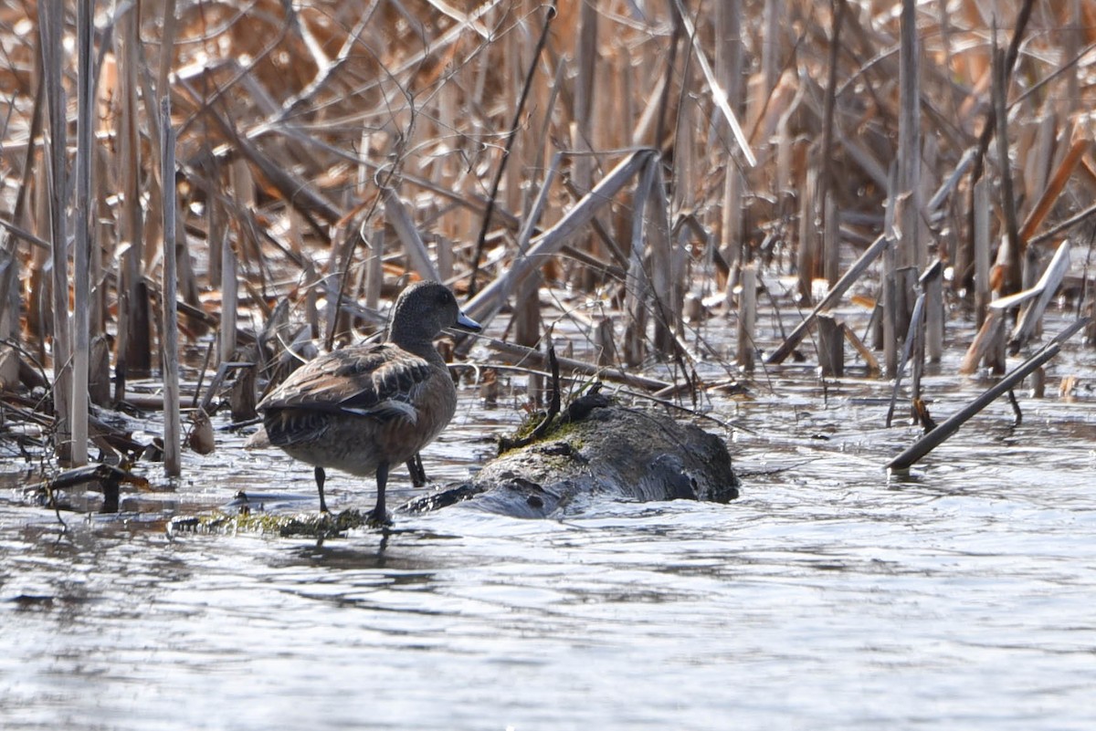 American Wigeon - ML551199681