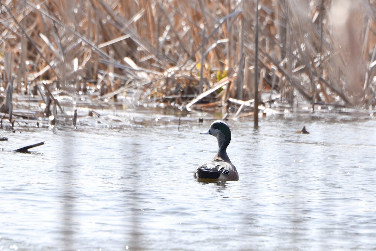 American Wigeon - ML551199691