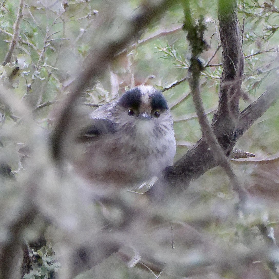 Long-tailed Tit - Courtney Cameron