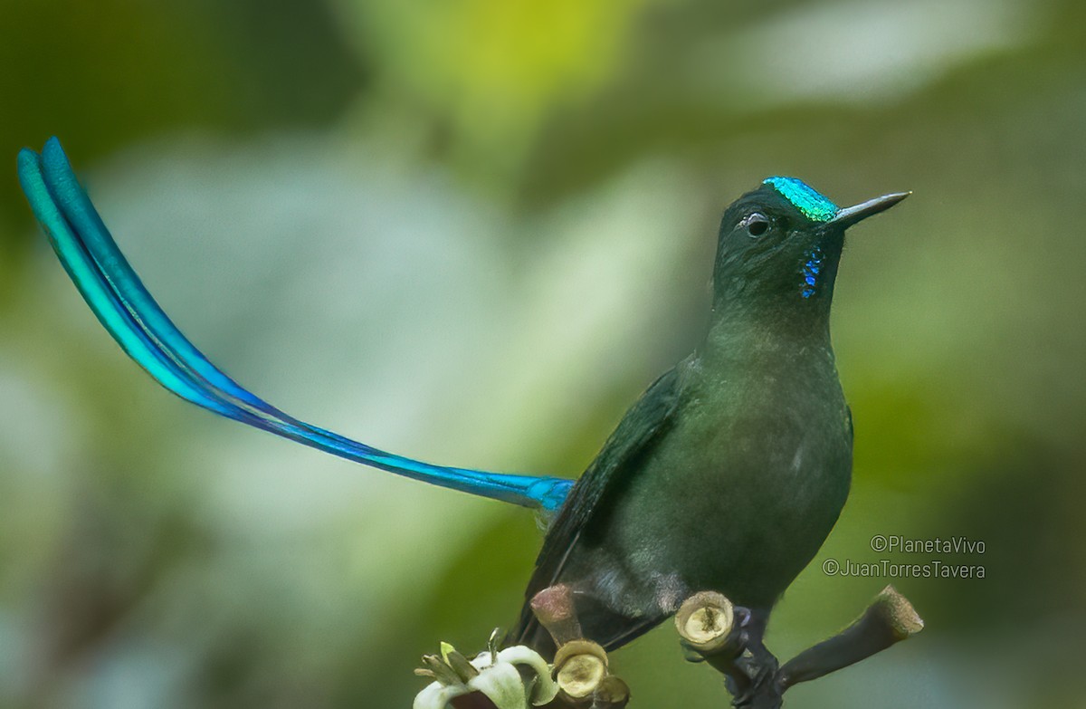 Long-tailed Sylph - ML551200611