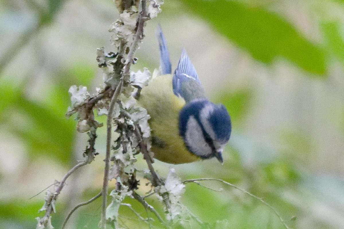 Mésange bleue - ML551200691