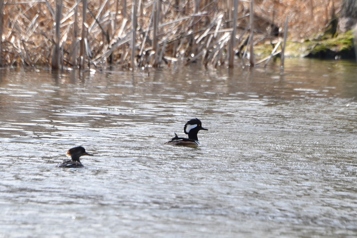 Hooded Merganser - ML551200791