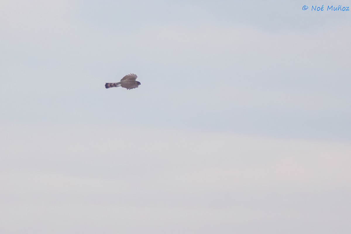 Double-toothed Kite - Noé Muñoz-Padilla