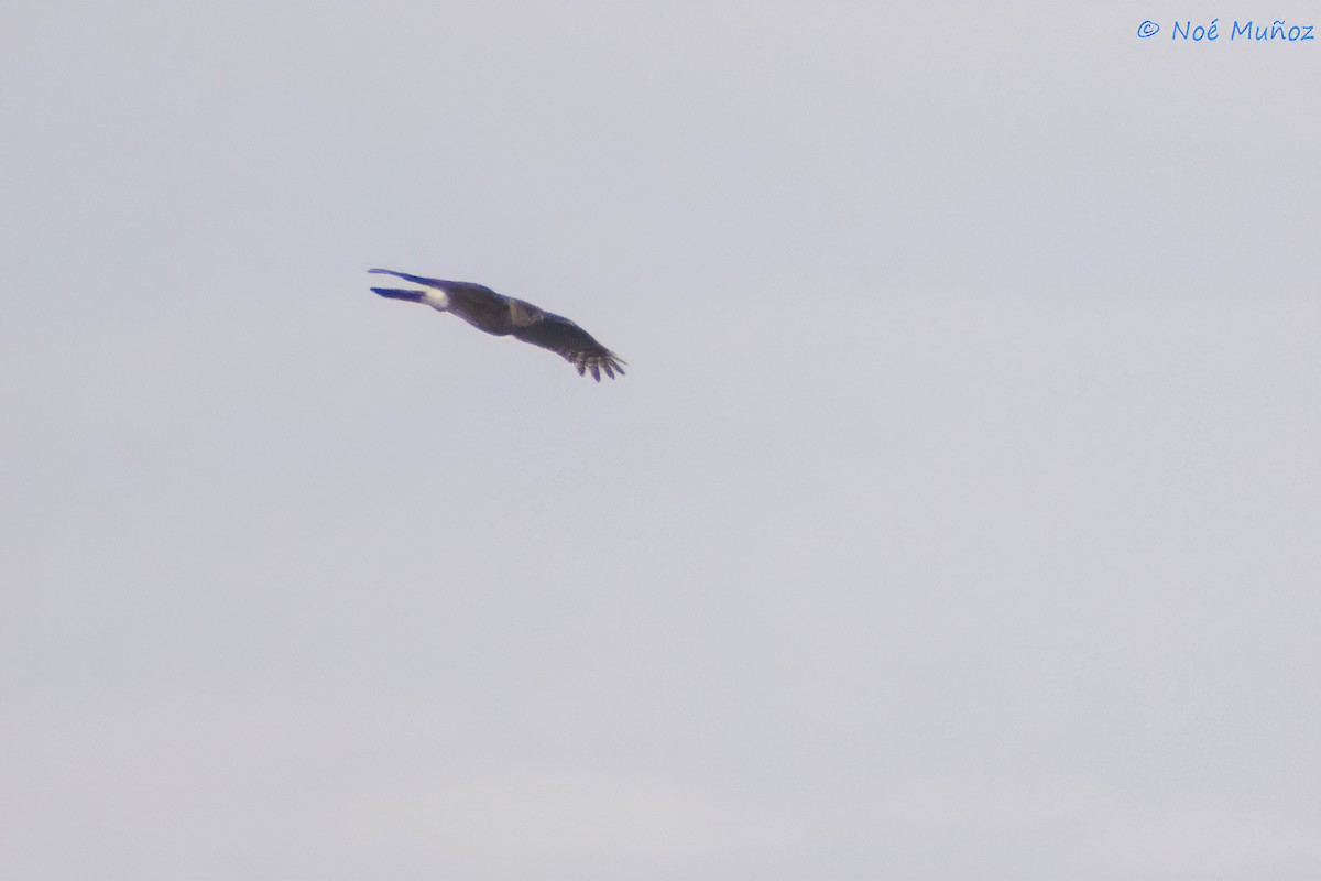 Double-toothed Kite - ML551201361