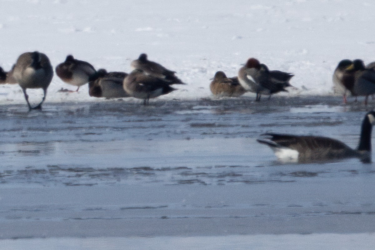 Eurasian Wigeon - ML551201581