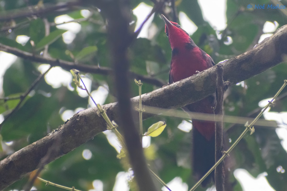 Rosy Thrush-Tanager - Noé Muñoz-Padilla