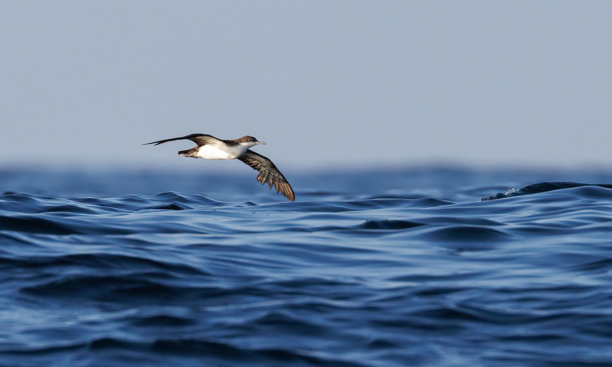 Galapagos Shearwater - ML551204611