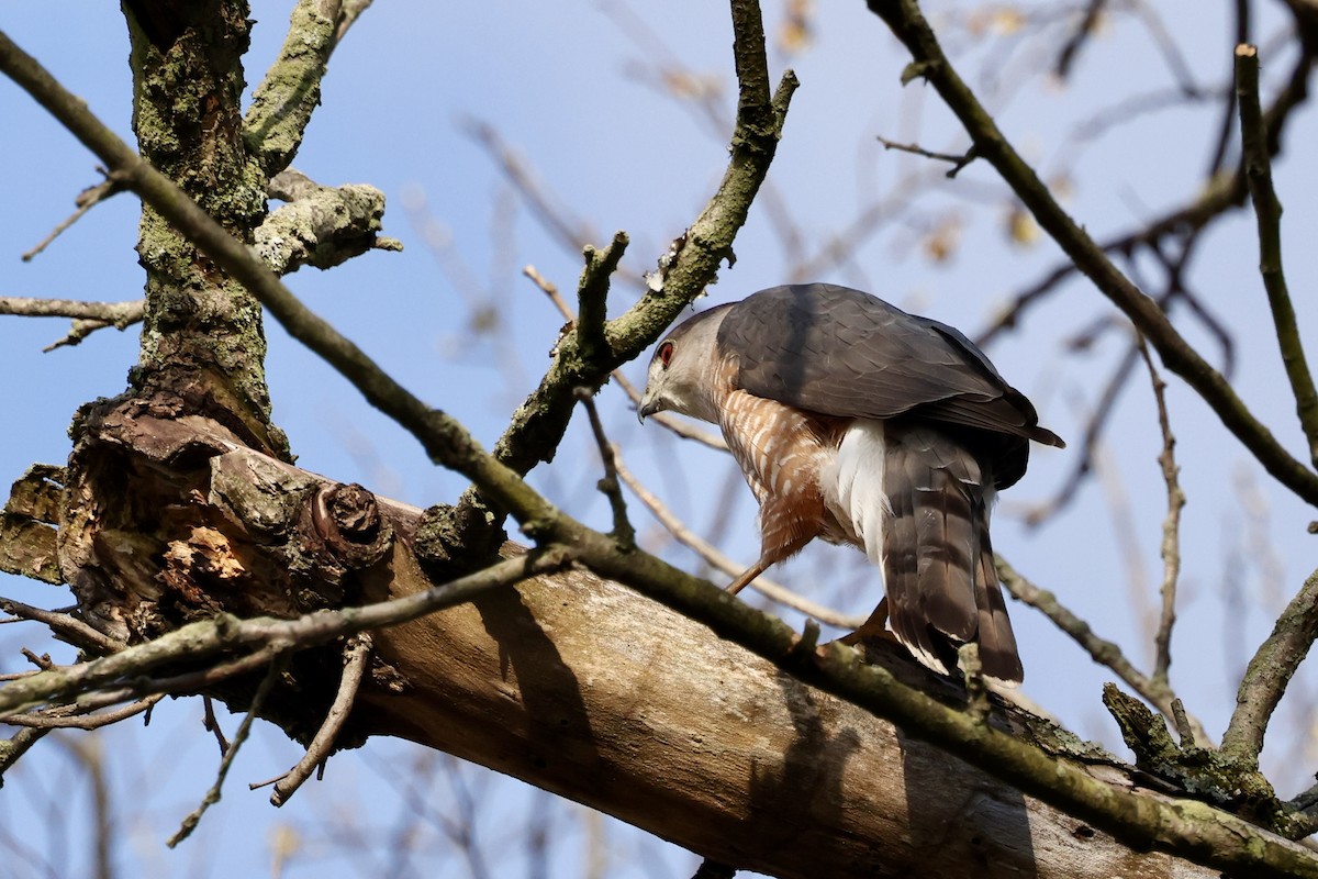 Cooper's Hawk - ML551205711