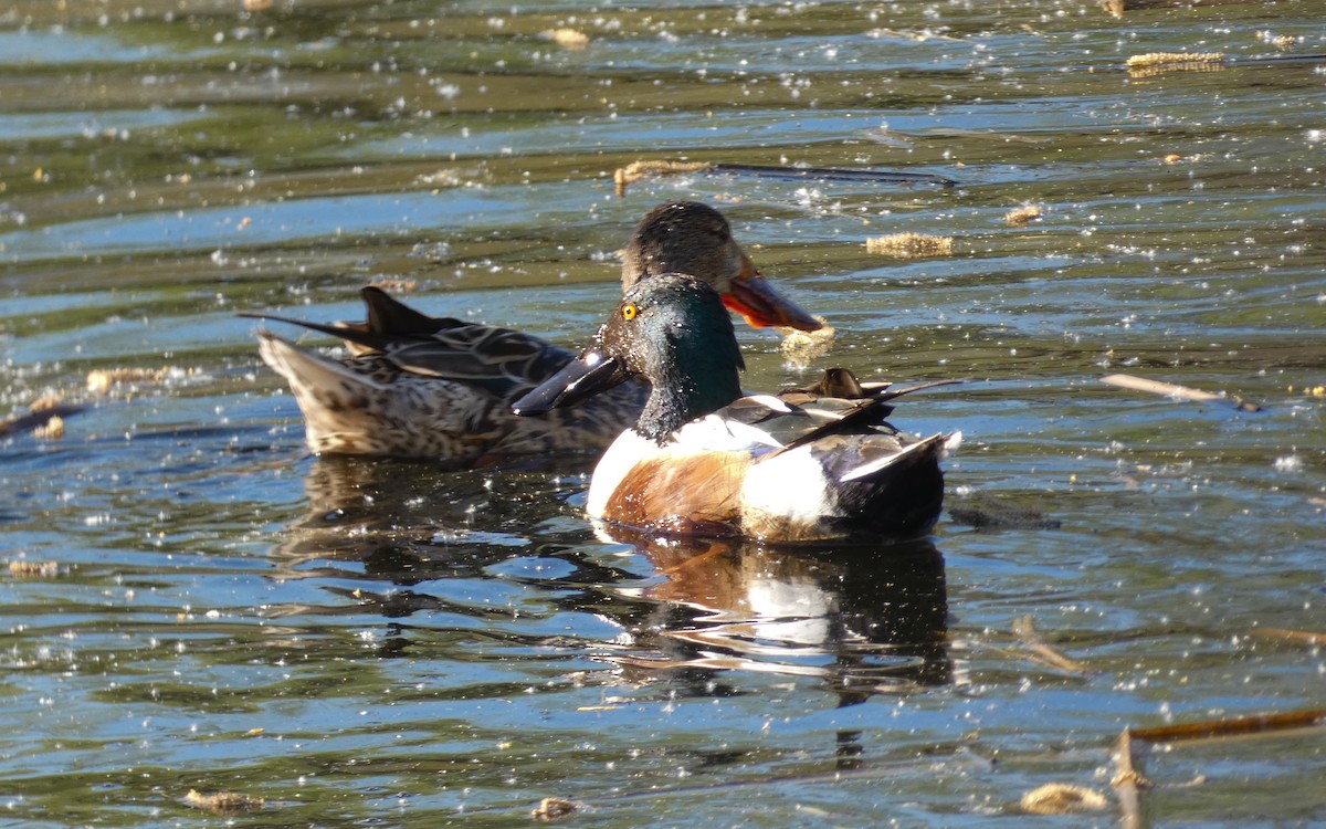 Northern Shoveler - ML551206681