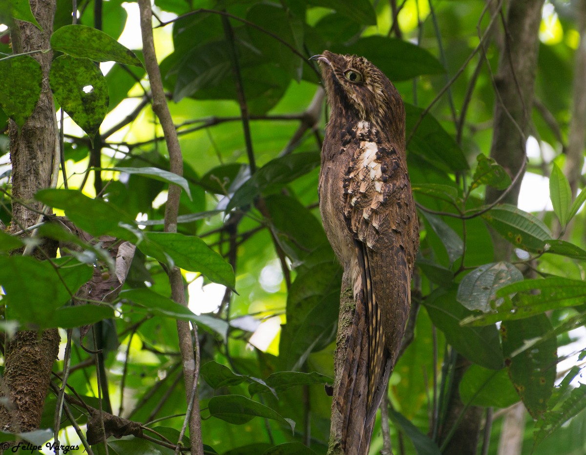 Long-tailed Potoo - Felipe  Vargas
