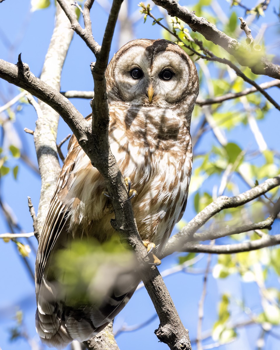 Barred Owl - ML551207811