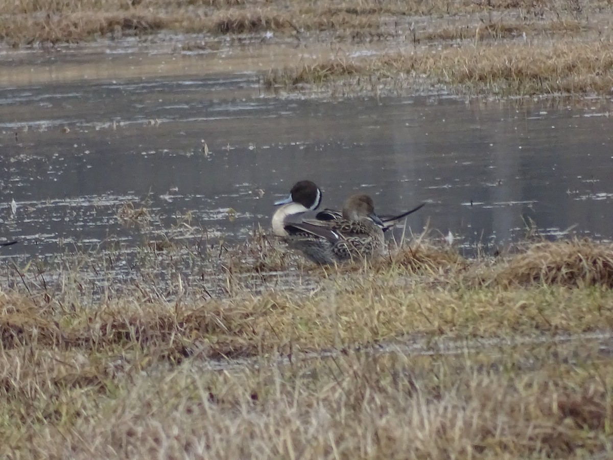 Northern Pintail - ML551209701