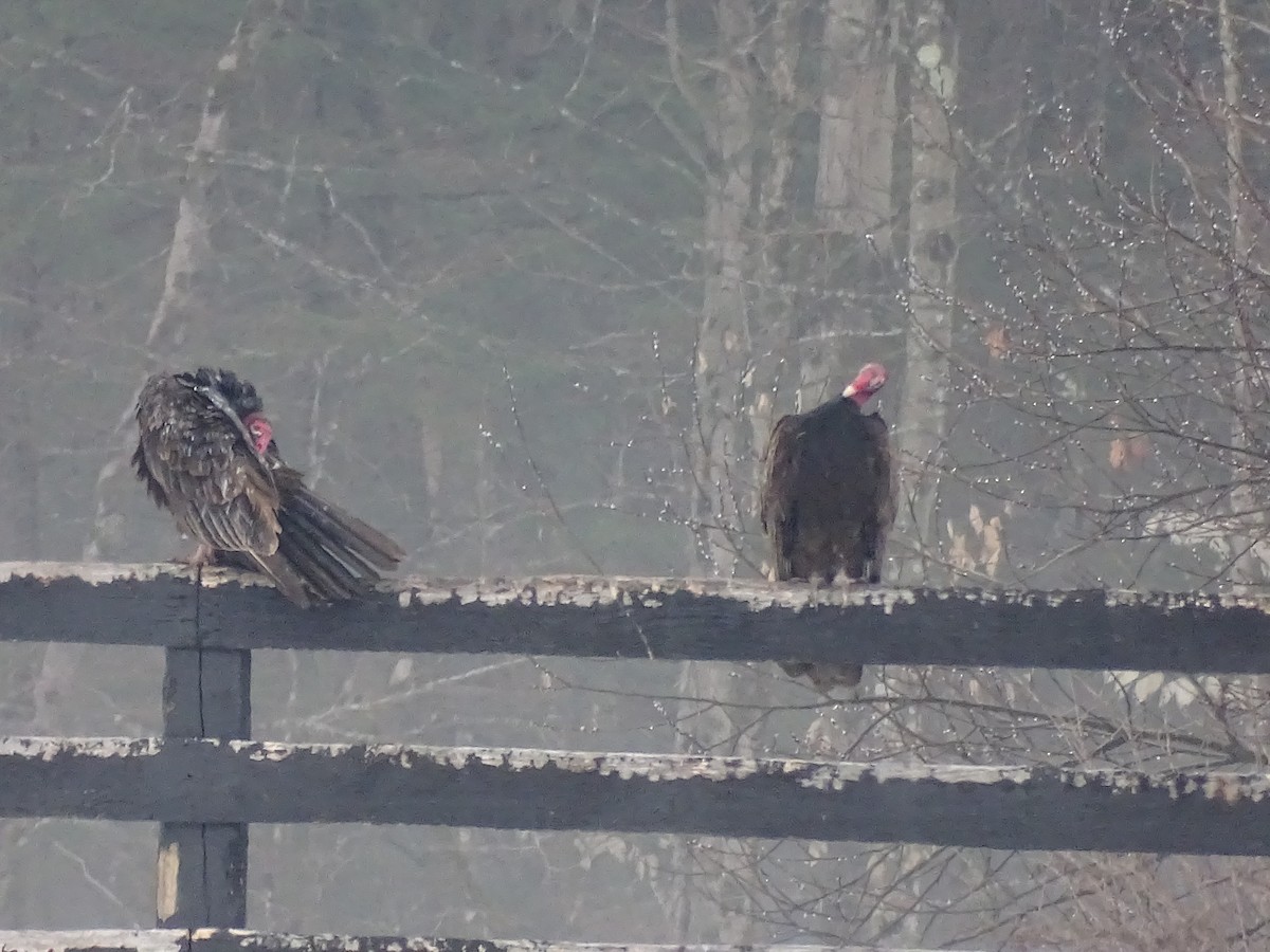 Turkey Vulture - ML551210021