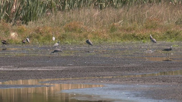 White-faced Heron - ML551210371