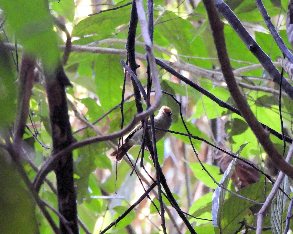 Tawny-crowned Greenlet - ML551210741