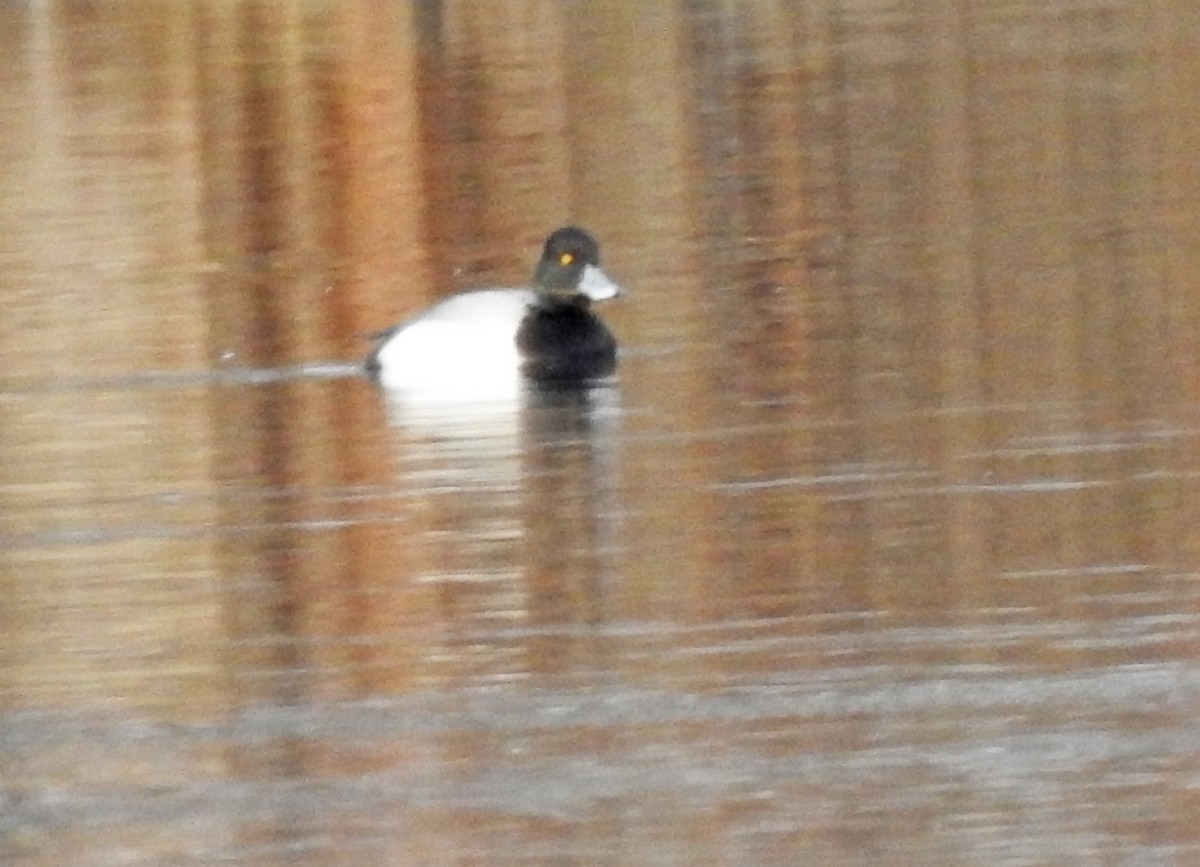 Greater Scaup - ML551211171