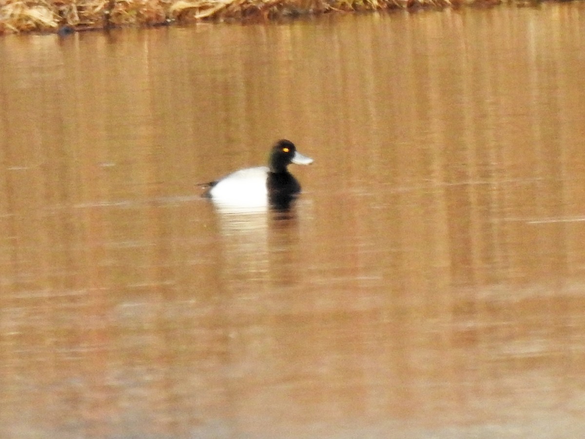 Greater Scaup - ML551211181