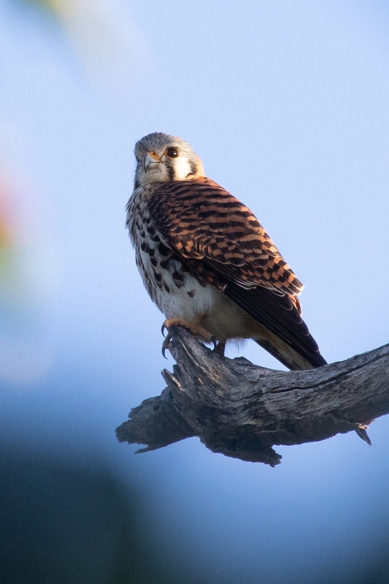 American Kestrel - Anonymous