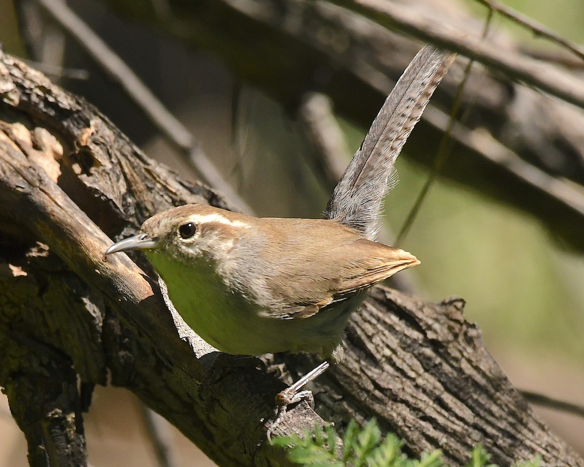 Bewick's Wren - ML551213411