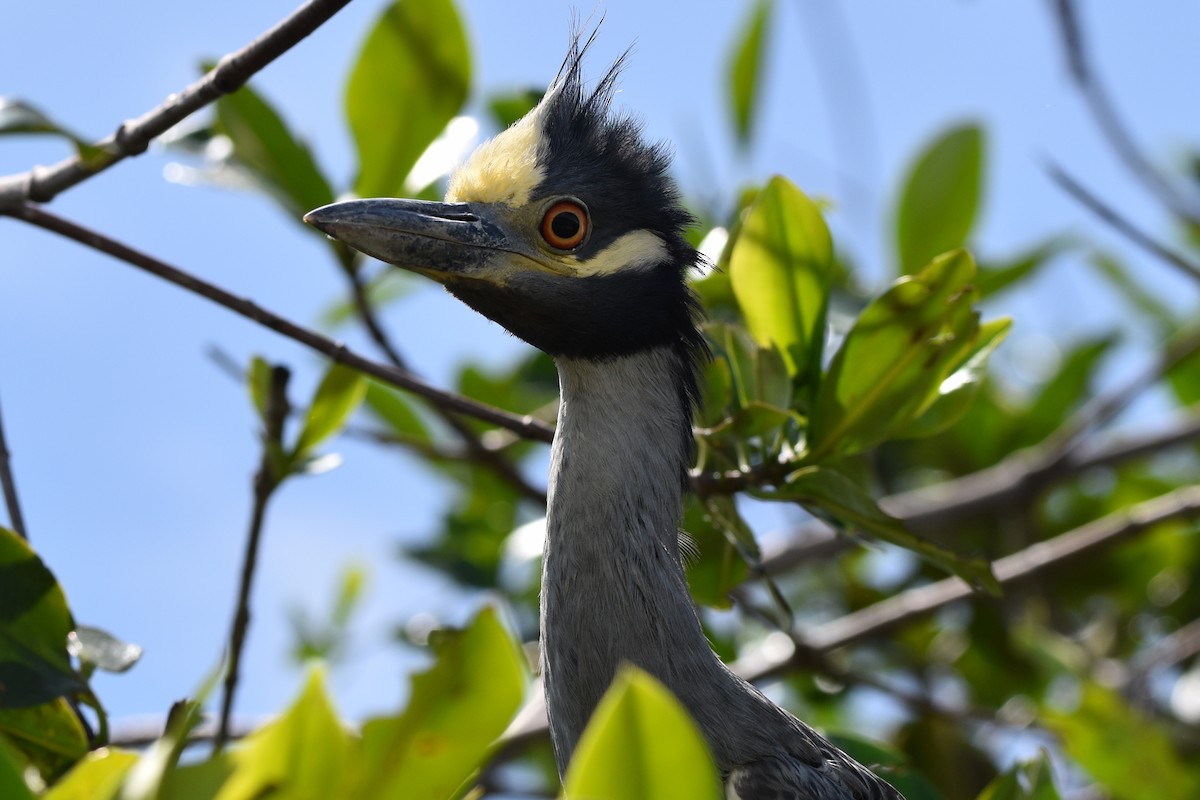 Yellow-crowned Night Heron - ML551214341