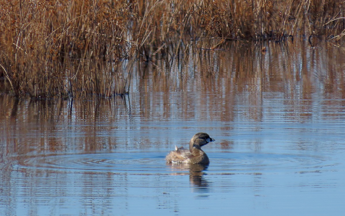 Pied-billed Grebe - ML551214701