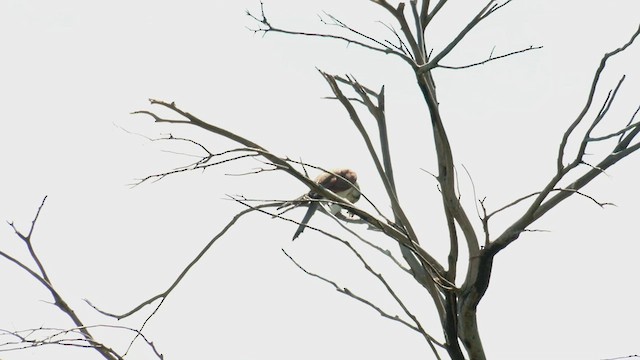 Nankeen Kestrel - ML551215141