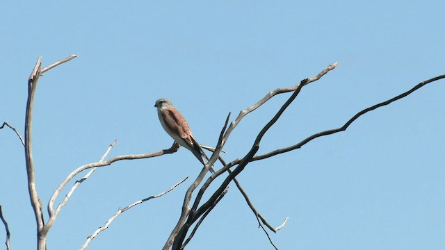 Nankeen Kestrel - ML551215151