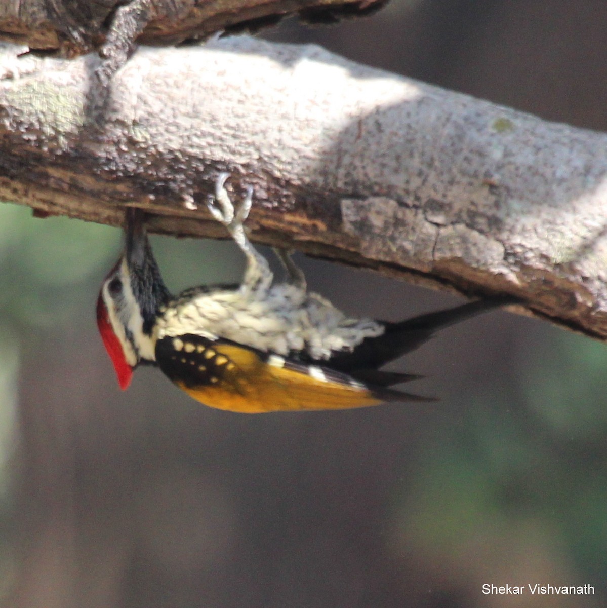 Black-rumped Flameback - ML55121621