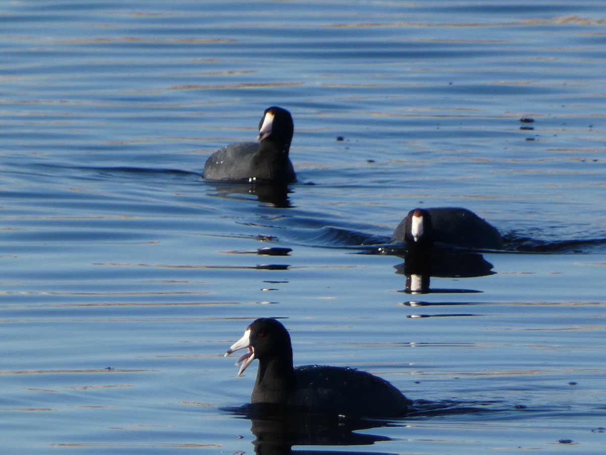 American Coot - ML551216321