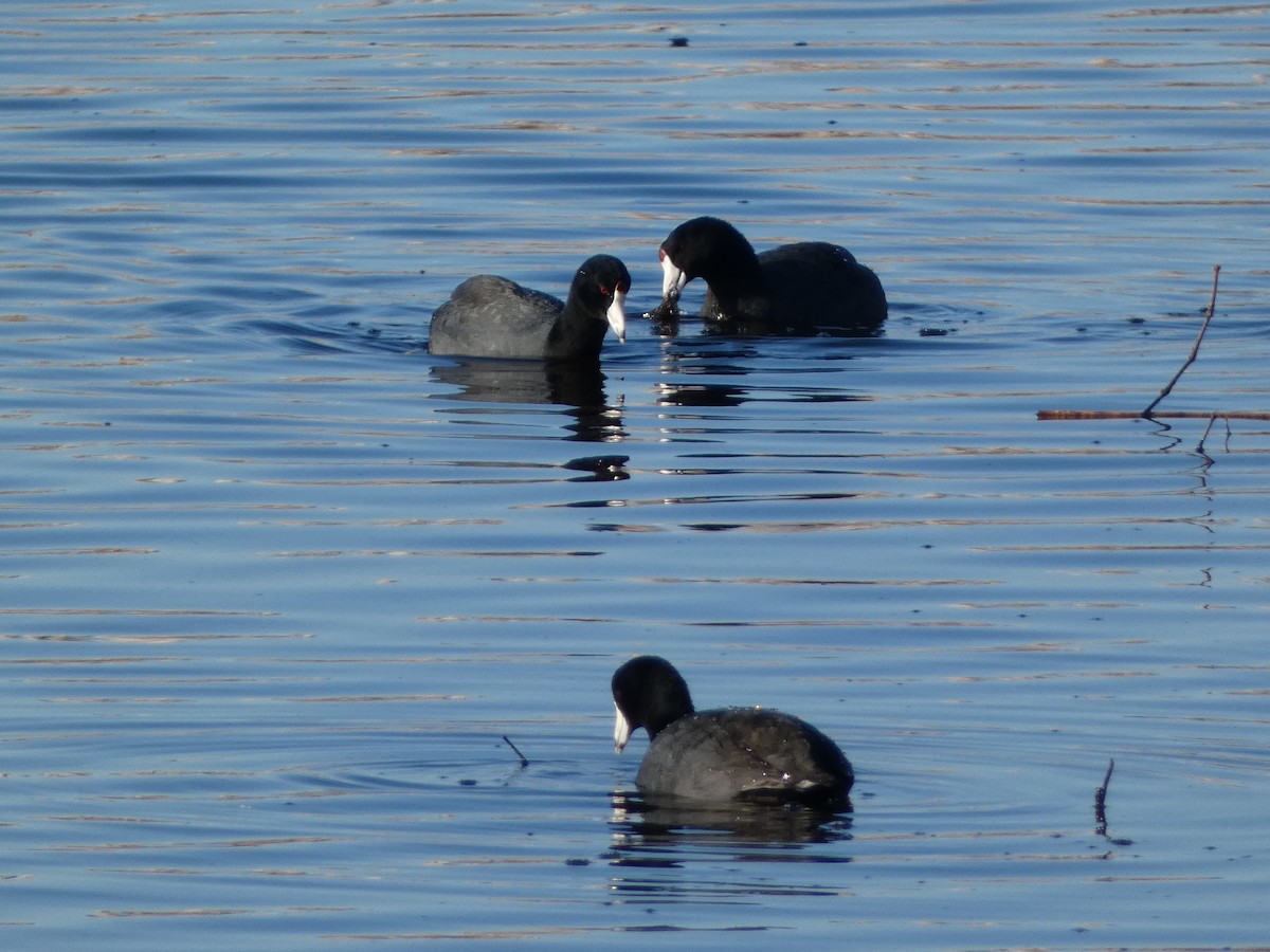 American Coot - ML551216331