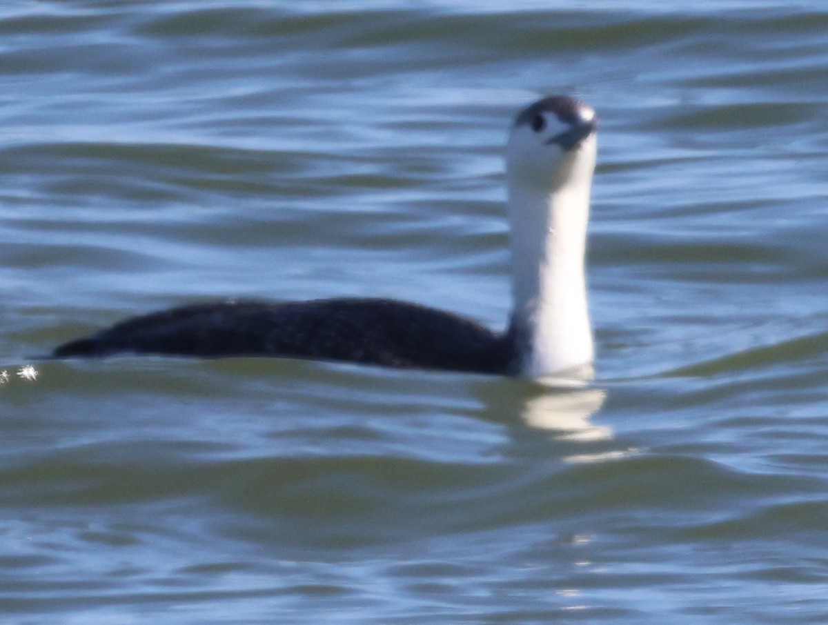 Red-throated Loon - ML551216661