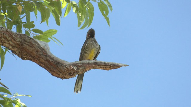 Red Wattlebird - ML551216831