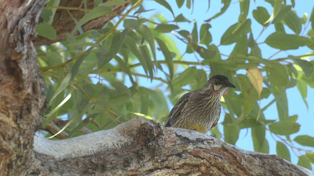 Red Wattlebird - ML551216841