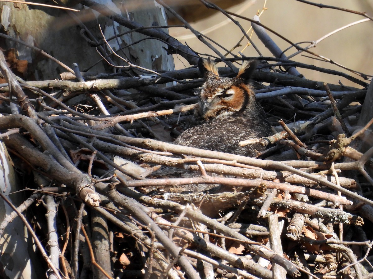 Great Horned Owl - ML551217101