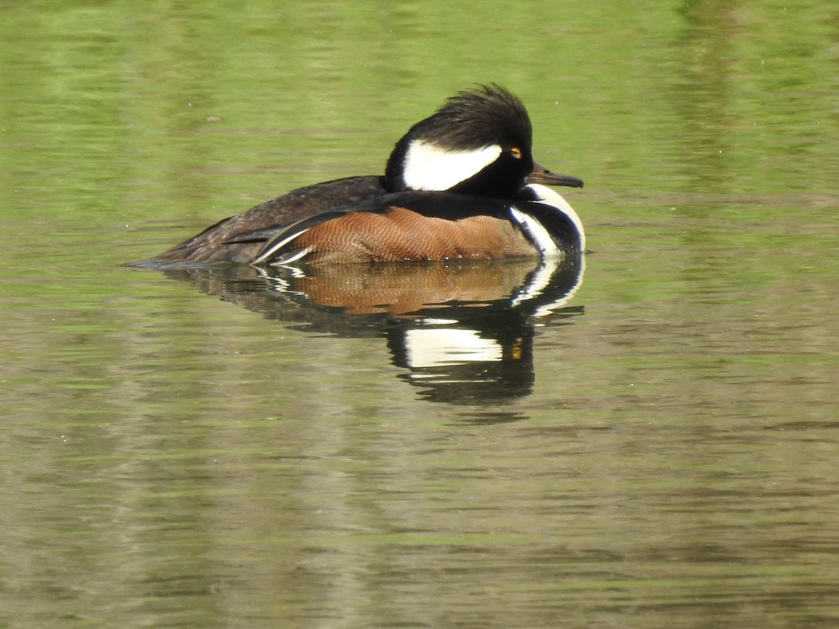 Hooded Merganser - ML551217831
