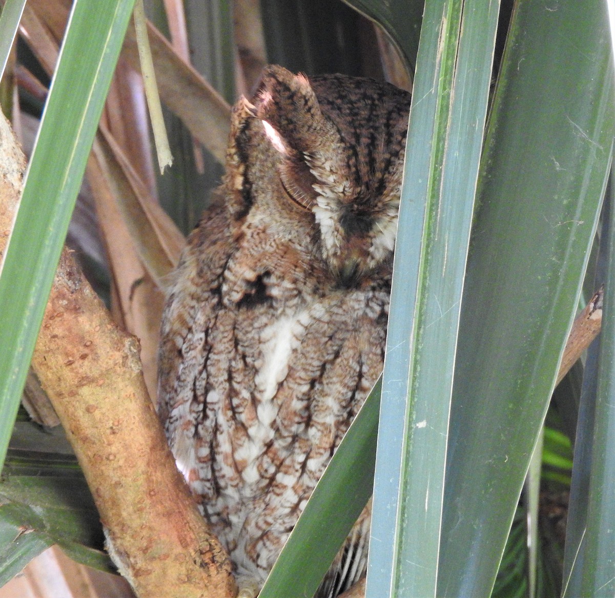 Eastern Screech-Owl - ML551217871