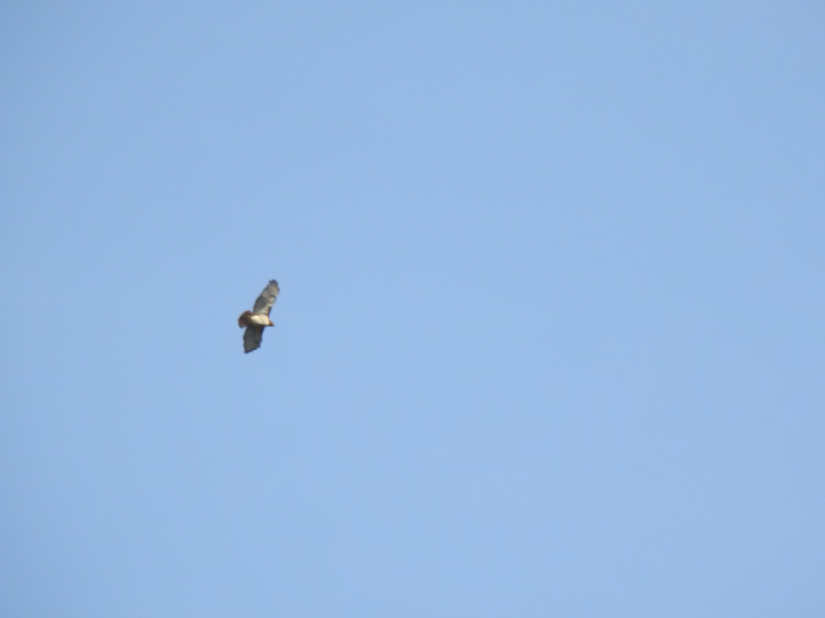Red-tailed Hawk - ML551218071