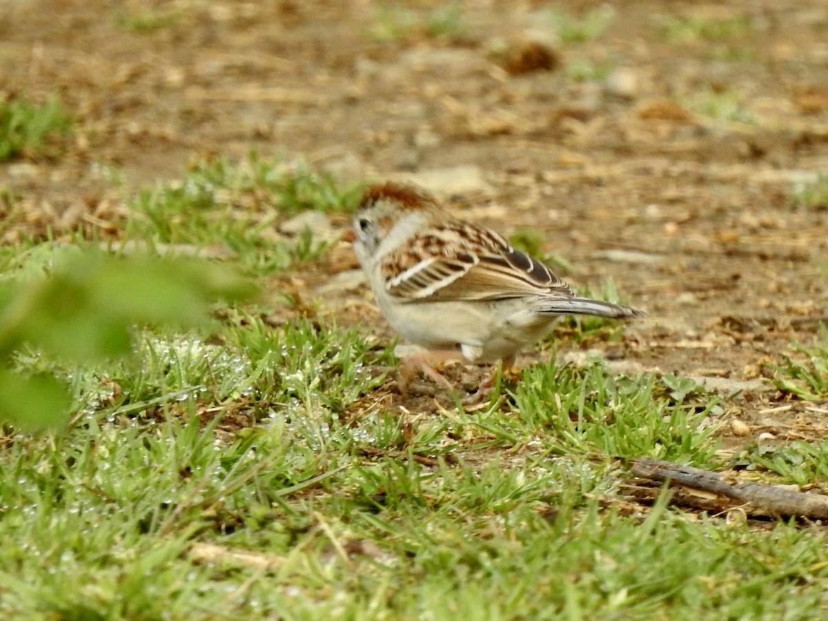Field Sparrow - ML551218181