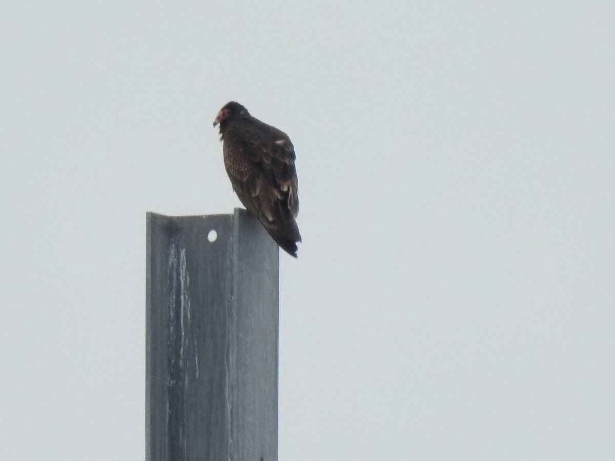 Turkey Vulture - ML551218421