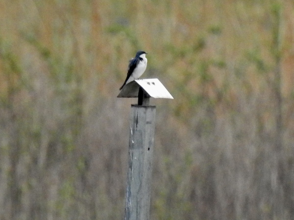 Golondrina Bicolor - ML551218681