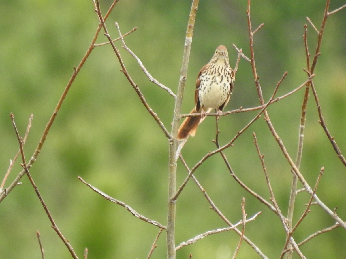 Brown Thrasher - ML551218821