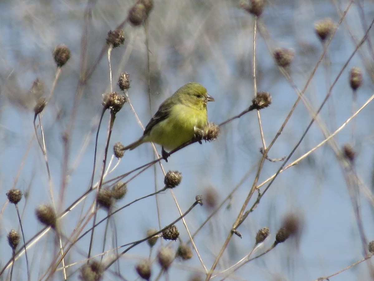 Lesser Goldfinch - ML551219201
