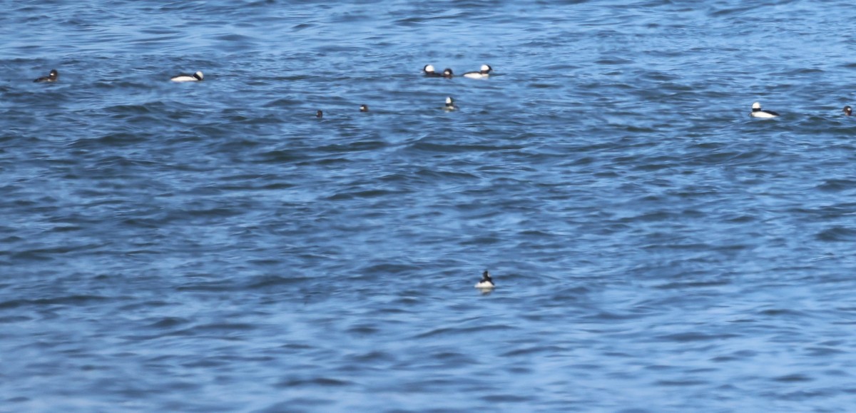 Bufflehead - burton balkind