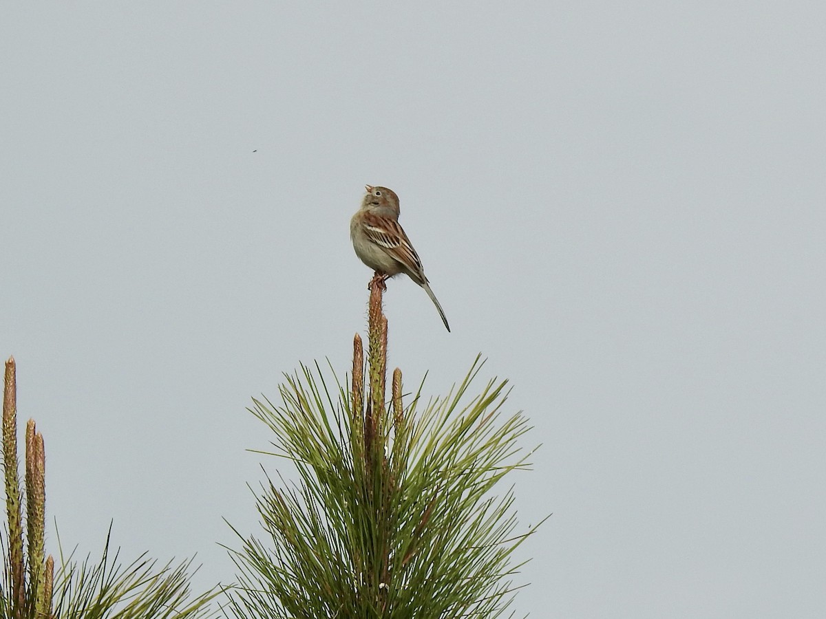 Field Sparrow - ML551220091