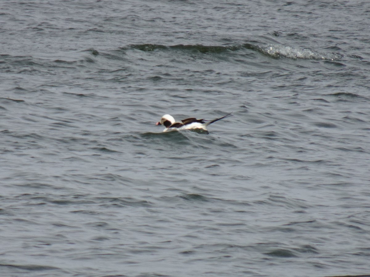 Long-tailed Duck - ML551220121