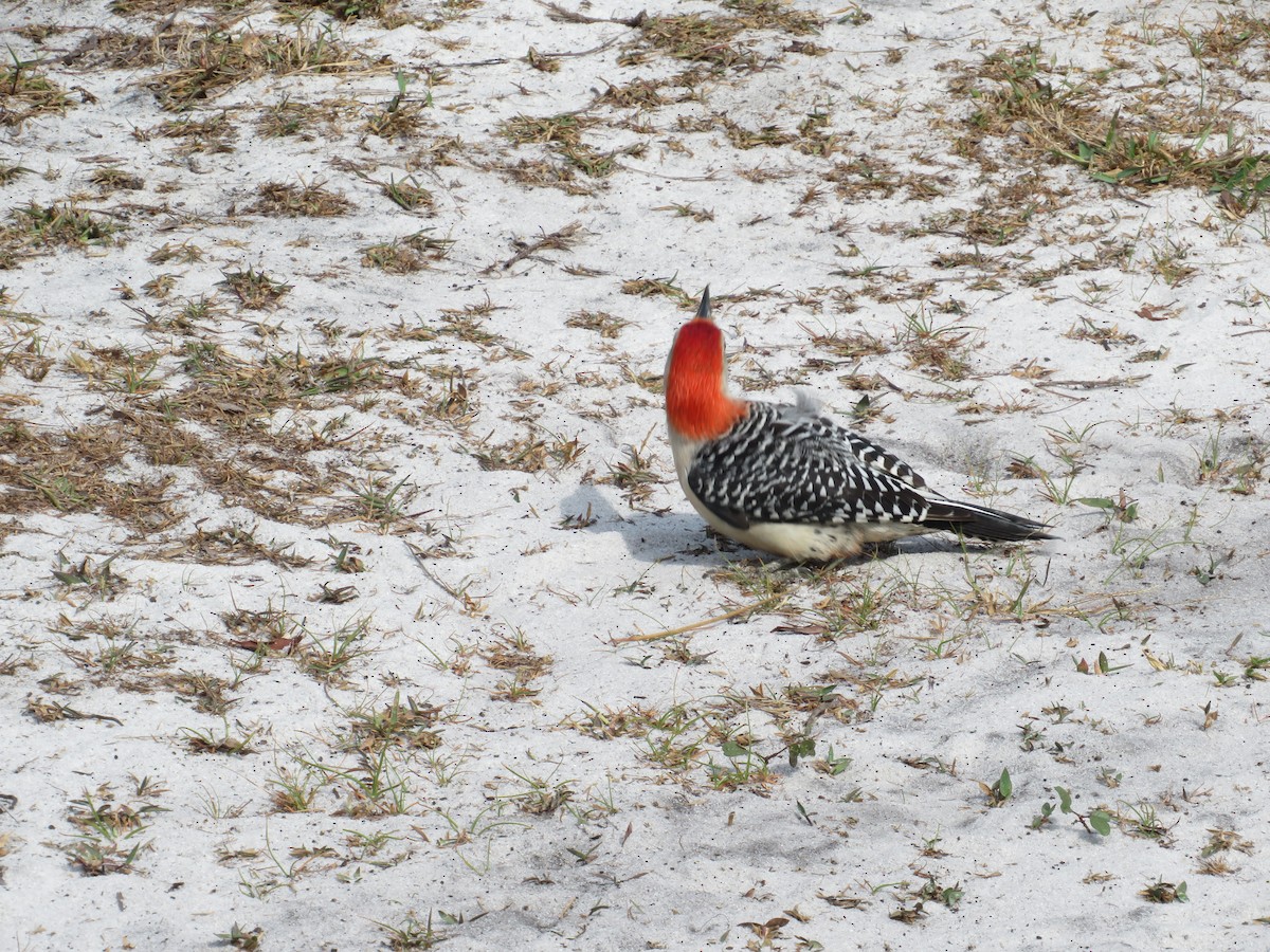 Red-bellied Woodpecker - ML551220751