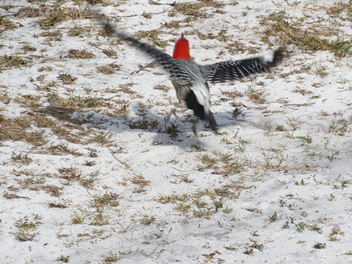 Red-bellied Woodpecker - ML551220761