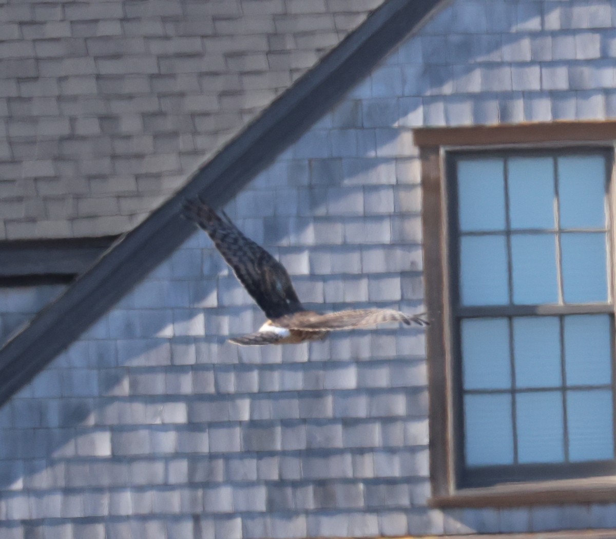 Northern Harrier - burton balkind