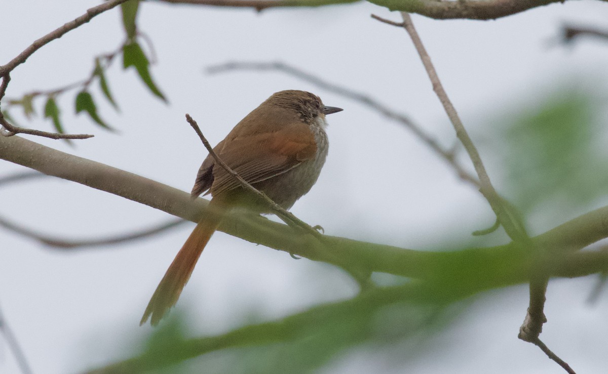 Chinchipe Spinetail - ML551222191